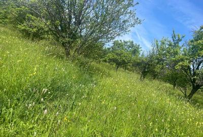 Teren de 6000 mp, în Urluiești - 5