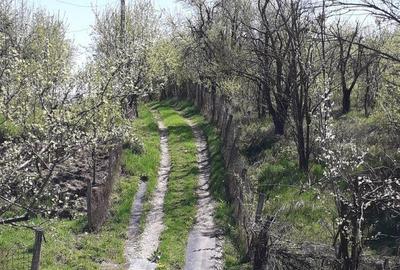 Casă cu 5 camere în Roșia de Amaradia - 6