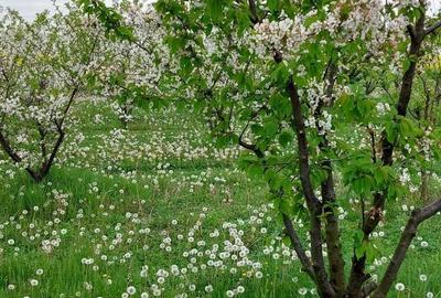 Teren de 1500 mp, în Zădăreni - 5