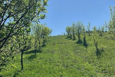 Teren de 19500 mp, în Aluniș