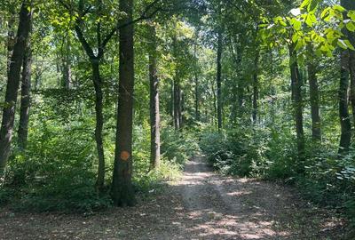 Teren de Vis pe malul lacului Snagov / 4000 mp in inima Naturii /40 m deschidere - 9