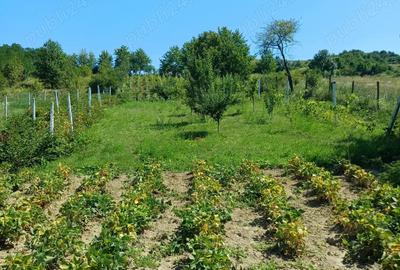 Vand casa cu teren Vand casa cu teren - 3