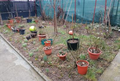 Casă individuală cu 2 camere cu Canalizare în Băneasa - 1