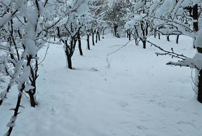 Teren de 11860 mp, în Călugăreni - 6