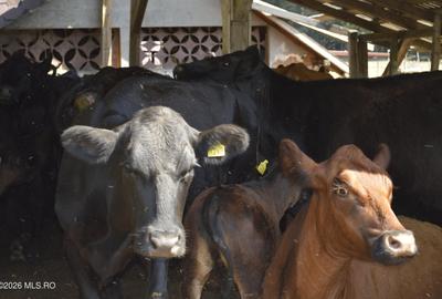 Bogati - Glimbocel, Ferma Zootehnica, Cladiri 1996 mp, Teren 4.89 ha - 33