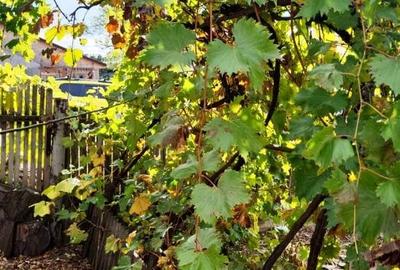 Casă individuală cu 4 camere cu Canalizare în Vadu Pașii - 8