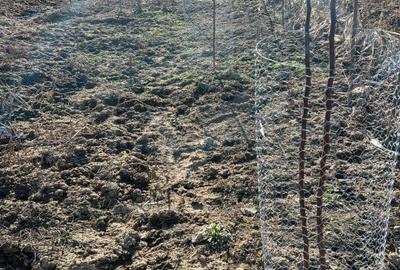 Teren extravilan cu gradina in Saliste - 8