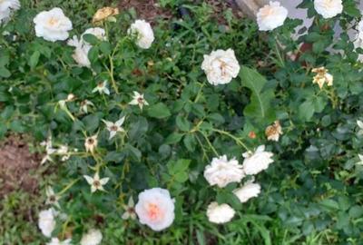 Casă cu 2 camere cu Teren 1939 Mp în Ghioroc - 10