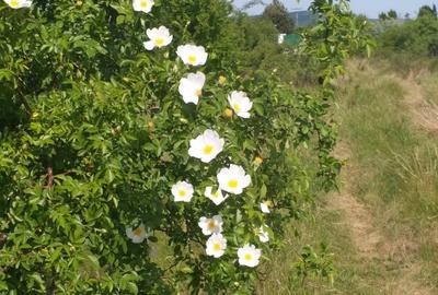 Teren 15000 mp Vernesti, Buzau cu PUZ - 2