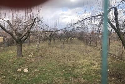 Casa  cu imbunatatiri, curte + livada Drajna de Jos / Prahova! - 7