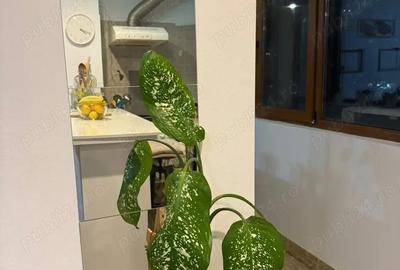 Apartament cu 2 camere semidecomandat în Ferdinand - 3