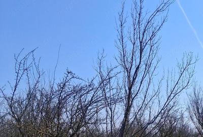 Casă cu Teren 18500 Mp în Armășești - 3