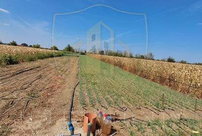 Teren agricol intravilan de 2470 mp, în Copăceni - 3
