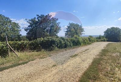 Loc de casa si teren cultivat cu vita de vie 1,28 Ha Santimreu Bihor - 2