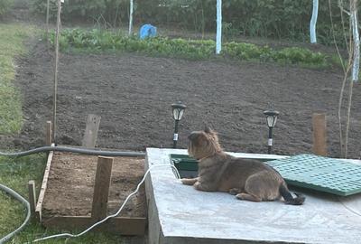 Casă individuală cu 4 camere cu Teren 631 Mp în Cojești - 6