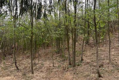 Casa de anzare con Ion corvin - 7