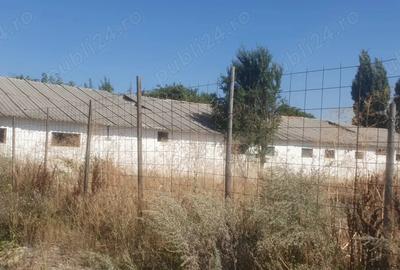 Inchiriez sau vand hala - 1