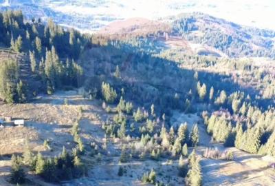 Teren de 31461 mp, în Panaci - 2