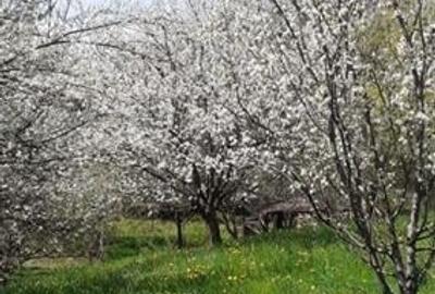 Casa cu gradina, piscina  si alte facilitati, Tarlungeni, Brasov Casa cu gradina, piscina  si alte facilitati, Tarlungeni, Brasov - 3