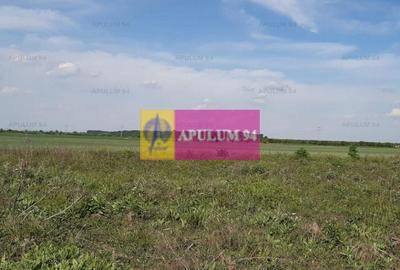 Teren construcție casă - 1 Decembrie - Zona Metropolitană București Teren construcție casă - 1 Decembrie - Zona Metropolitană București - 18