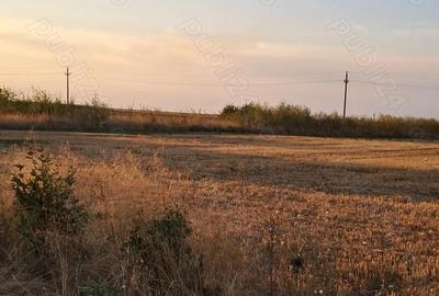Teren de 8000 mp, în Brăniștari - 2