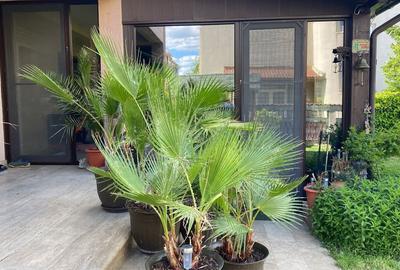 Casă cu 4 camere cu Teren 500 Mp în Central - 2