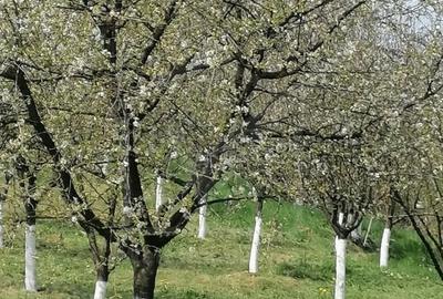 Casa de vanzare – Sat Elciu, com. Panticeu - 8