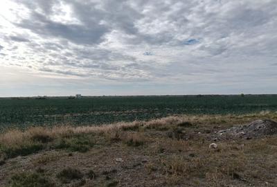 Ferma Agricolă 1.350 Hectare – Grad de Comasare 96–97%, Chișineu Criș, Județul A - 5