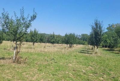 Teren în Prigor - 5