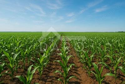 Teren de 100000 mp, în Zagăr - 3