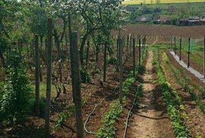 Casă cu 5 camere cu Teren 2300 Mp în Săcueni - 1