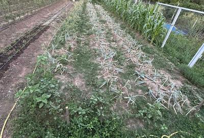 Spațiu comercial, în Vălenii de Munte - 3