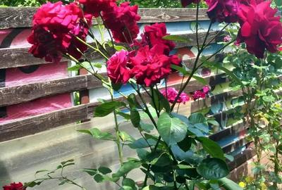 Camera de inchiriat - 9