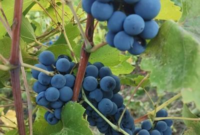 Cosereni, Ialomita - 9