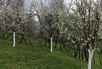 Teren de 10000 mp, în Tomșani - 1