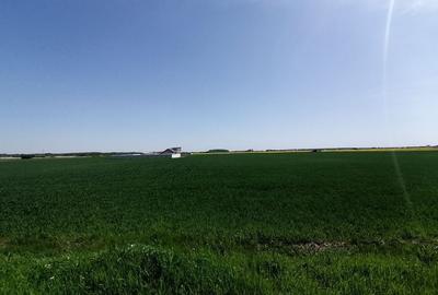 Teren intravilan 9313 mp in comuna 1 Decembrie - Ilfov Teren intravilan 9313 mp in comuna 1 Decembrie - Ilfov - 2