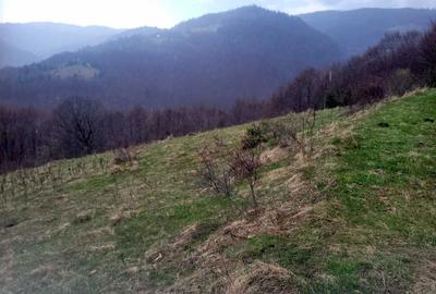 Spațiu comercial, în Valea Bistrii - 7