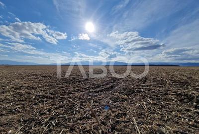 Teren extravilan arabil 5950 mp Selimbar - zona Sopa Teren extravilan arabil 5950 mp Selimbar - zona Sopa - 3