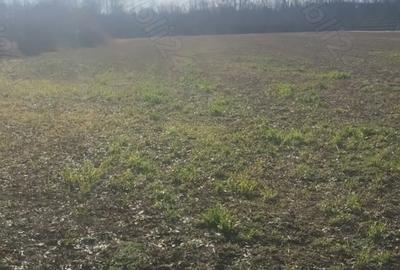 Teren de 6700 mp, în Gălețeanu - 4