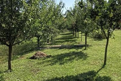 Casă cu 2 camere cu Teren 1751 Mp în Central - 6