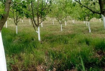 Teren de 3000 mp, în Odaia Manolache - 3