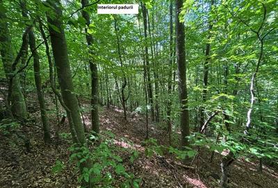 Teren de 35000 mp, în Parva - 8