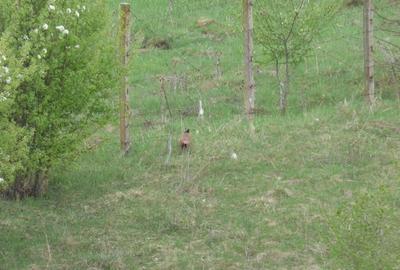 Apartament cu 2 camere decomandat în Vest - 8