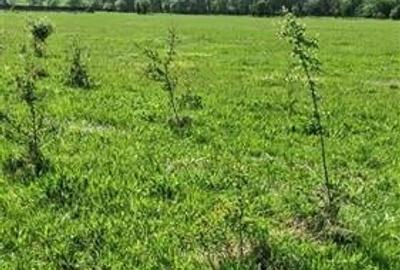 Teren cu proiect casa, in vecinatatea padurii Bradet, Sacele, Brasov - 3