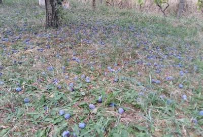 Teren Oradea 3.152 mp front 22.5 m str Fagetului - 3