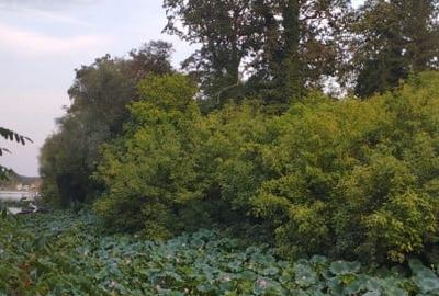 SUPER  OCAZIE TEREN 4000MP DE VANZARE IN SNAGOV CU DESCHIDERE LA LACUL SNAGOV - 10