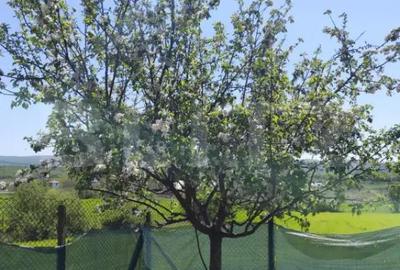 Casă cu 3 camere cu Teren 678 Mp în Central - 5