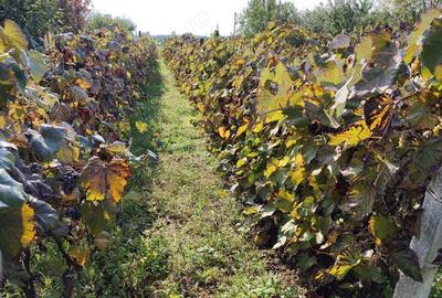 Casă cu 4 camere în Central - 3
