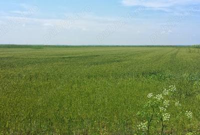 Teren de 12444 mp, în Hârșova - 1