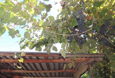 Casă cu 3 camere în Central - 3